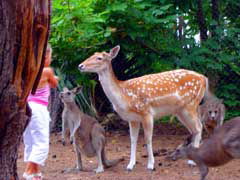 Birdland Animal Park - Accommodation Rockhampton 4