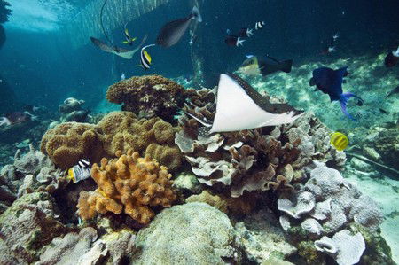 Reef HQ Great Barrier Reef Aquarium - Accommodation Rockhampton 3