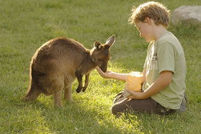 Cleland Wildlife Park - Accommodation Rockhampton 4