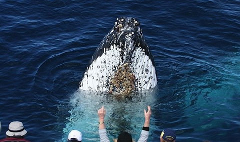 Spirit Of Gold Coast Whale Watching - Accommodation Rockhampton 1
