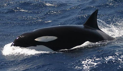 Spirit Of Gold Coast Whale Watching - Accommodation Rockhampton 2