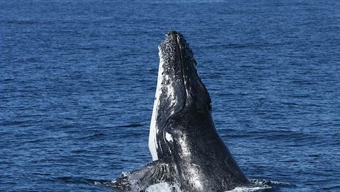 Spirit Of Gold Coast Whale Watching - Accommodation Rockhampton 3