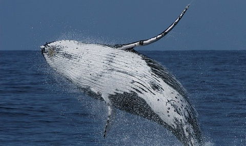 Spirit Of Gold Coast Whale Watching - Accommodation Rockhampton 4