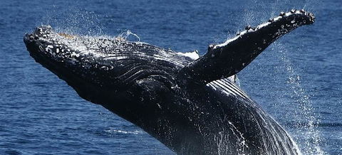 Spirit Of Gold Coast Whale Watching - Accommodation Rockhampton 5
