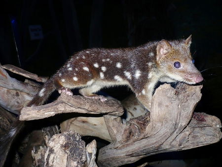 East Coast Natureworld - Accommodation Rockhampton 5