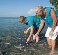 Aquascene Fish Feeding Sanctuary - Accommodation Rockhampton