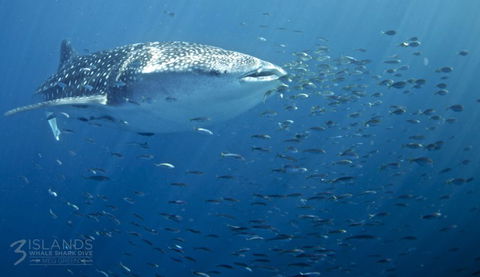 Three Islands Whale Shark Dive - Accommodation Rockhampton 5