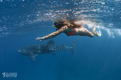 Three Islands Whale Shark Dive - Accommodation Rockhampton 6