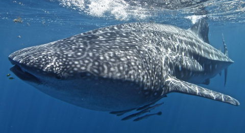 Three Islands Whale Shark Dive - Accommodation Rockhampton 7