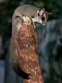 Currumbin Wildlife Sanctuary - Accommodation Rockhampton 3