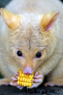 Currumbin Wildlife Sanctuary - Accommodation Rockhampton 4