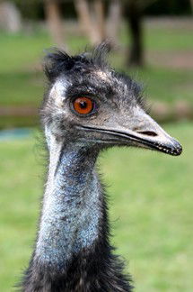 Currumbin Wildlife Sanctuary - Accommodation Rockhampton 5