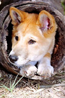 Currumbin Wildlife Sanctuary - Accommodation Rockhampton 6