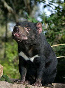 Currumbin Wildlife Sanctuary - Accommodation Rockhampton 7