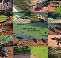 The Malcolm Douglas Crocodile Park - Accommodation Rockhampton