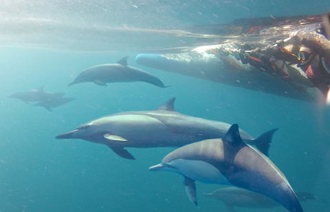 Dolphin Swim Australia - Accommodation Rockhampton 5