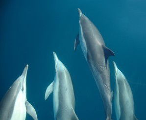 Dolphin Swim Australia - Accommodation Rockhampton 6