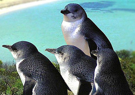 Rockingham Wild Encounters - Accommodation Rockhampton 0