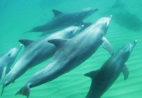 Rockingham Wild Encounters - Accommodation Rockhampton 4