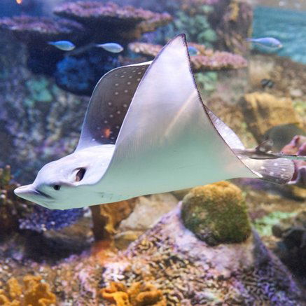 Melbourne Aquarium - Accommodation Rockhampton 4