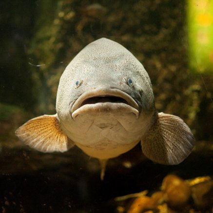 Melbourne Aquarium - Accommodation Rockhampton 5