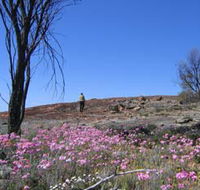 Talgomine Reserve - Accommodation Rockhampton