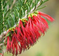 Ethel Daw Scenic Drive - Accommodation Rockhampton