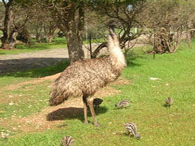 Ramsay SA Accommodation Rockhampton