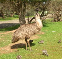 Minlaton Fauna Park - Accommodation Rockhampton