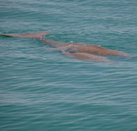 Dugongs - Accommodation Rockhampton