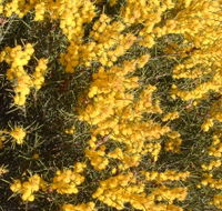 Dalwallinu Remnant Bushland - Accommodation Rockhampton