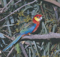 King River - Accommodation Rockhampton