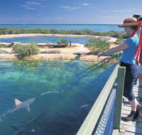 Shark Bay Marine Park - Accommodation Rockhampton