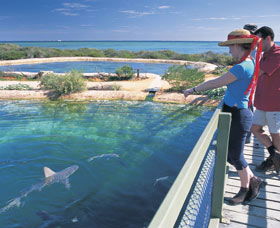 Shark Bay Marine Park - Accommodation Rockhampton 0