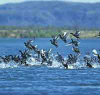 Ord River - Accommodation Rockhampton