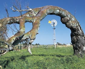 Greenough Leaning Trees - Accommodation Rockhampton 0