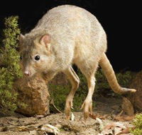 Kanyana Wildlife - Accommodation Rockhampton