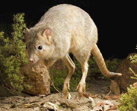 Kanyana Wildlife - Accommodation Rockhampton 0