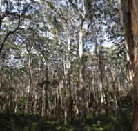 Boranup Karri Forest - Accommodation Rockhampton