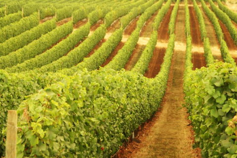 Darlington Estate Winery And Restaurant - Accommodation Rockhampton 0
