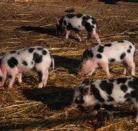 Will's Rare Breeds Farm - Accommodation Rockhampton