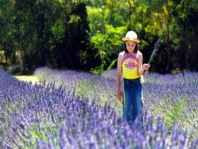 Brayfield Park Lavender Farm - Accommodation Rockhampton 0