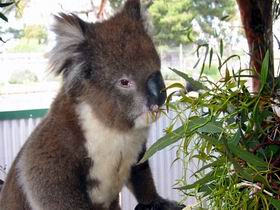 Eyre Peninsula SA Accommodation Rockhampton