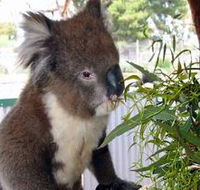 Glen-Forest Tourist Park - Accommodation Rockhampton