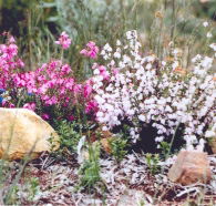 Stokes Bay Bush Garden - Accommodation Rockhampton