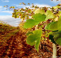 Mirabella Vineyards - Accommodation Rockhampton