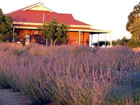 Bella Lavender Estate - Accommodation Rockhampton 0