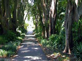 Adelaide Botanic Garden - Accommodation Rockhampton 0
