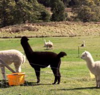 Maydena Country Cabins Accommodation  Alpaca Stud - Accommodation Rockhampton
