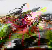 Courgette - Accommodation Rockhampton